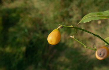 Green Branches and Fresh Leafs