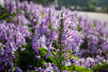 Natural Wild Flowers in Nature