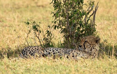 cheetah in the grass