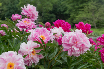 group of pink peony flowers full bloom, city park Westpark munich