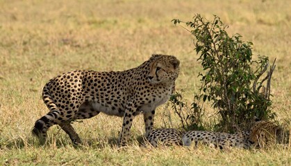 cheetah in Masai Mara national park