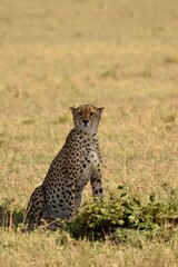 cheetah in Masai Mara