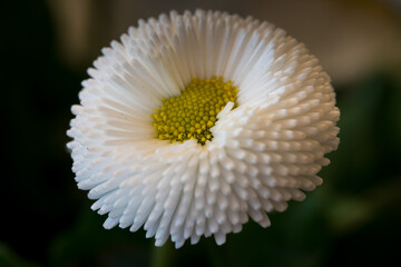 Bellis