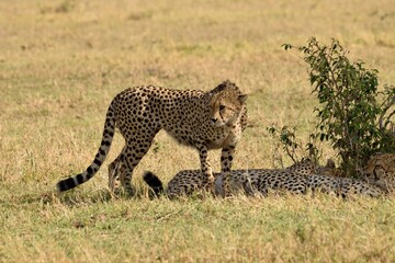 cheetah in the grass