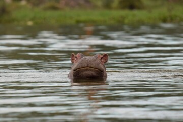 hippopotamus in water