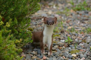 Weasel i the garden