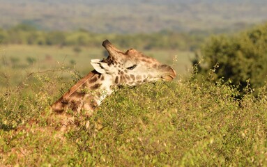 giraffein the savannah