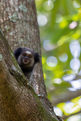 The monkey on the tree. The Black-tufted marmoset also know as Mico-estrela is a typical monkey from central Brazil. Species Callithrix penicillata. Animal lover. Wildlife.