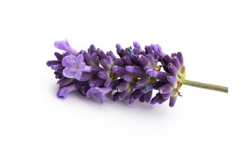 Lavender flowers on a white background.