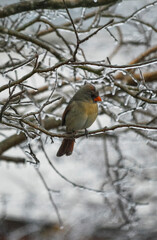 female cardinal on an icy branch