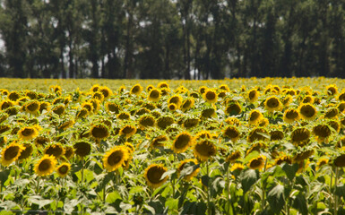 Obraz premium field with sunflower plantation in the province of buenos aires