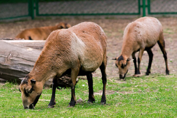 Grazing goats standing on grass behind the fence
of a zoo. 
