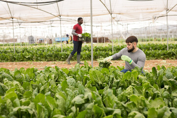 Farmer and his assistant harvesting ripe mangold in greenhouse. High quality photo