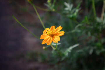 Natural Wild Flowers in Nature