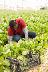 Fototapeta premium African-american man harvesting mangold in a plastic box. High quality photo