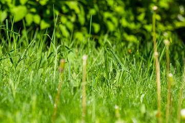 Spring Blooming field - bright green plants, grass and wildflowers with young foliage on a bright warm sunny day in early spring