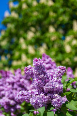 Branch with spring blossoms pink lilac flowers, blooming floral background.