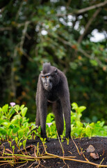 Celebes crested macaque is standing on the sand against the backdrop of the jungle. Indonesia. Sulawesi.