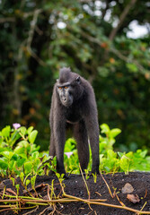 Celebes crested macaque is standing on the sand against the backdrop of the jungle. Indonesia. Sulawesi.