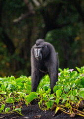 Celebes crested macaque is standing on the sand against the backdrop of the jungle. Indonesia. Sulawesi.