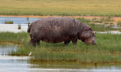 hippo in the river