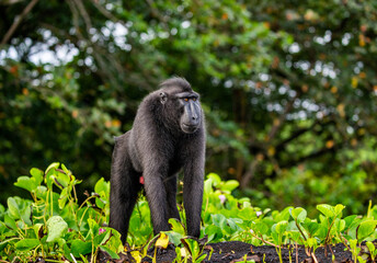 Celebes crested macaque is standing on the sand against the backdrop of the jungle. Indonesia. Sulawesi.