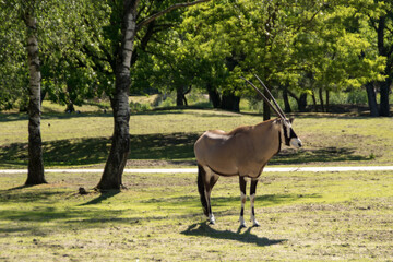 Gemsbok