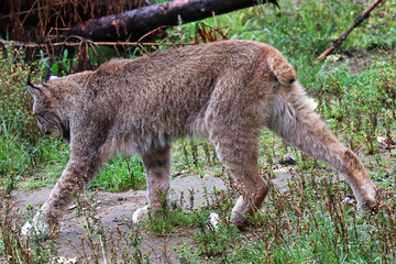 View of a lynx walking away from the camera