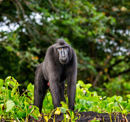 Obraz premium Celebes crested macaque is standing on the sand against the backdrop of the jungle. Indonesia. Sulawesi.
