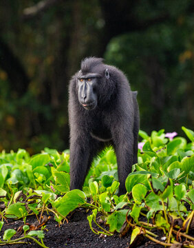 Celebes crested macaque is standing on the sand against the backdrop of the jungle. Indonesia. Sulawesi.