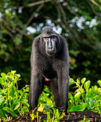 Obraz premium Celebes crested macaque is standing on the sand against the backdrop of the jungle. Indonesia. Sulawesi.