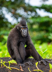 Celebes crested macaque is sitting on the sand against the backdrop of the jungle. Indonesia. Sulawesi.