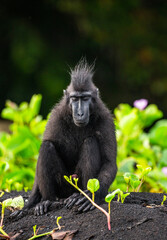 Obraz premium Celebes crested macaque is sitting on the sand against the backdrop of the jungle. Indonesia. Sulawesi.