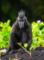 Obraz premium Celebes crested macaque is sitting on the sand against the backdrop of the jungle. Indonesia. Sulawesi.