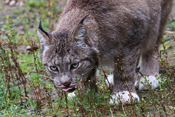 Naklejka na ściany i meble Front view of a lynx eating in the grass