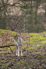a fallow deer
