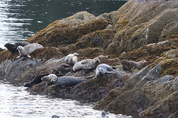 Common seals basking on rocks during the summer © Amelia