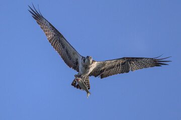  魚を捕らえたミサゴ