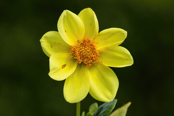 Bright yellow flower