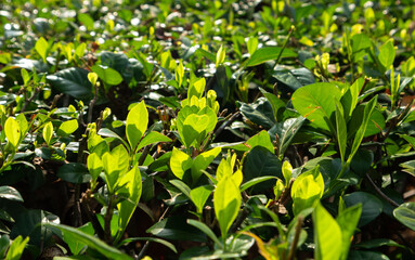 Tea Plants and Trees Cultivation