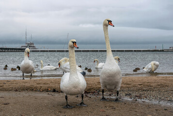 Old wooden pier in Sopot, Baltic Sea coast