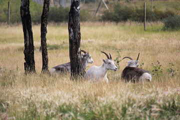 Mountain sheep resting in a meadow during summer