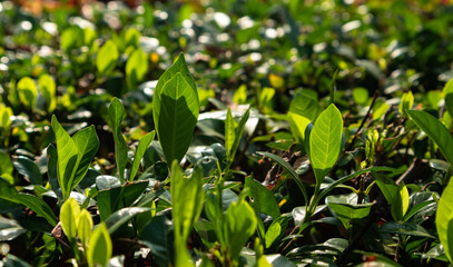 Obraz premium Tea Plants and Trees Cultivation