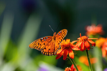 Butterfly pollenating a flower
