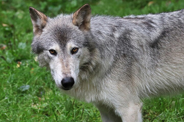 Fototapeta premium A wolf glares at the camera with a green background