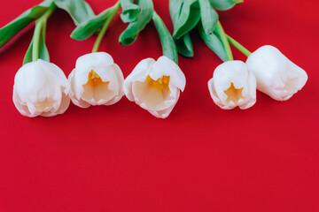 White tulips on red background with copy space. Spring holidays concept