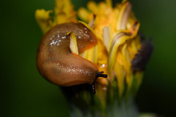 Close-up of a slug eating a dandelion flower