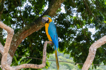 Blue-and-yellow Macaw on a branch in the tree