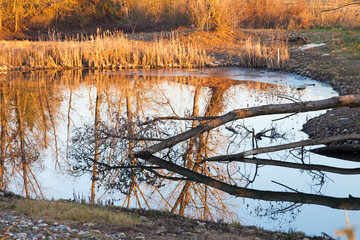 winter trees reflected in a pond 