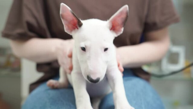 a mini bull terrier puppy in the arms of a woman in jeans.
